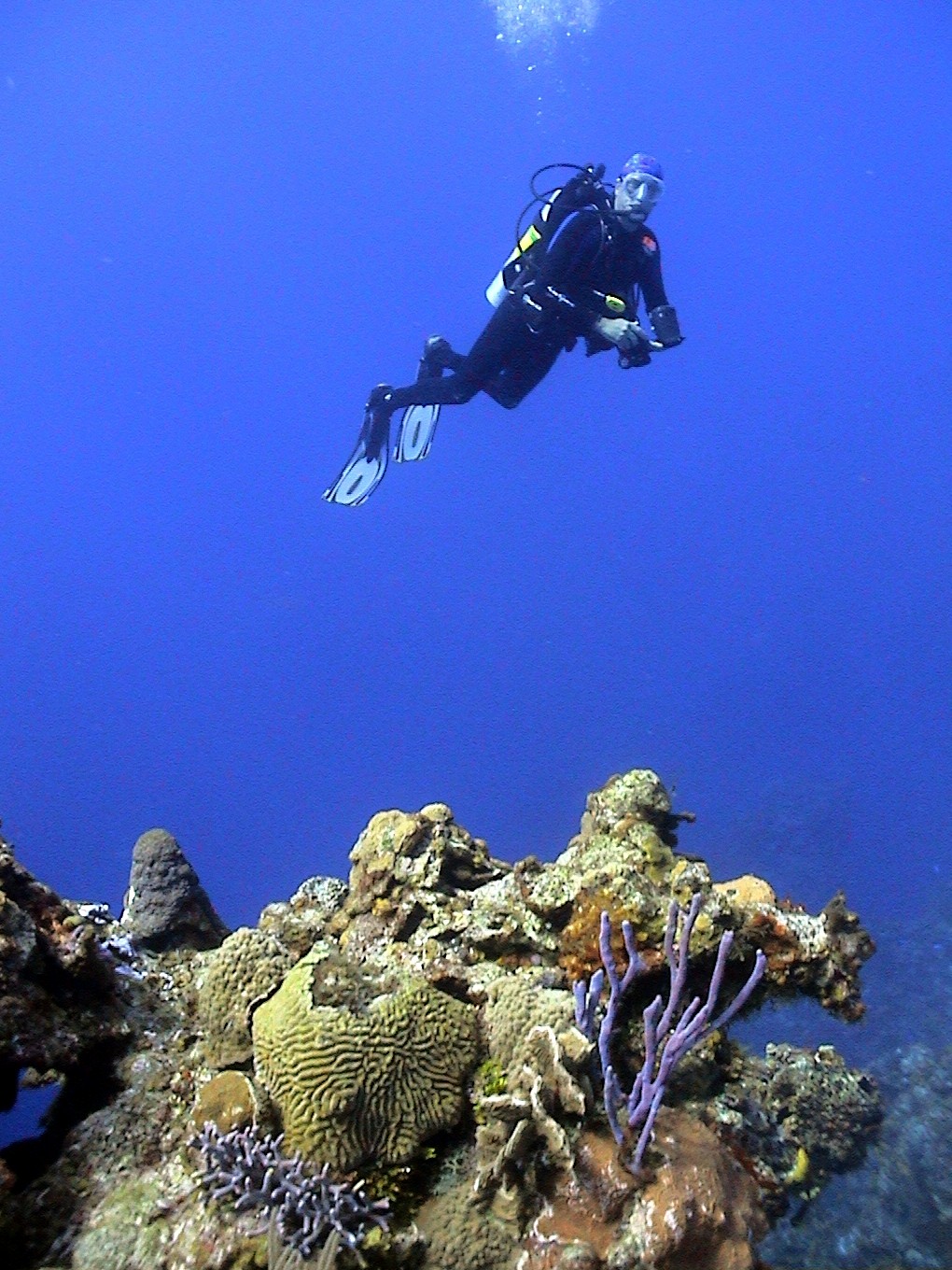 Diver Hovering Above the Reef