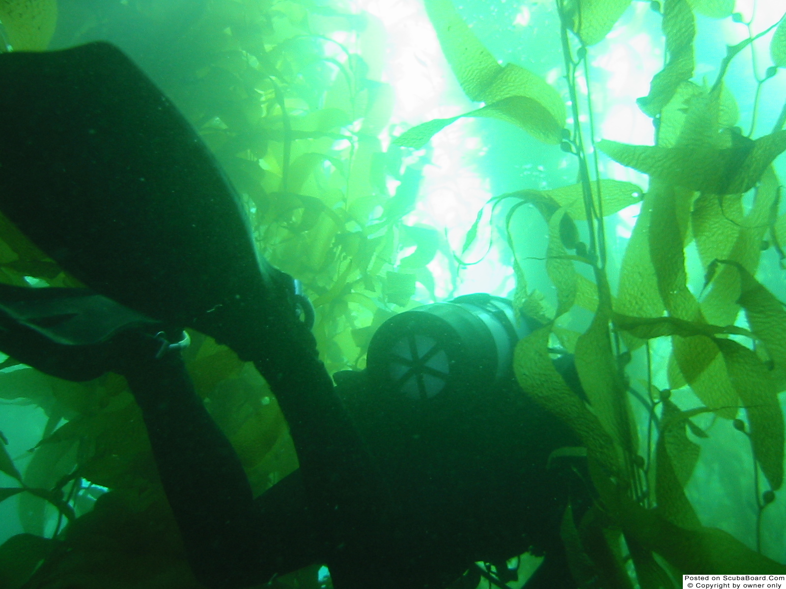 Diver in kelp