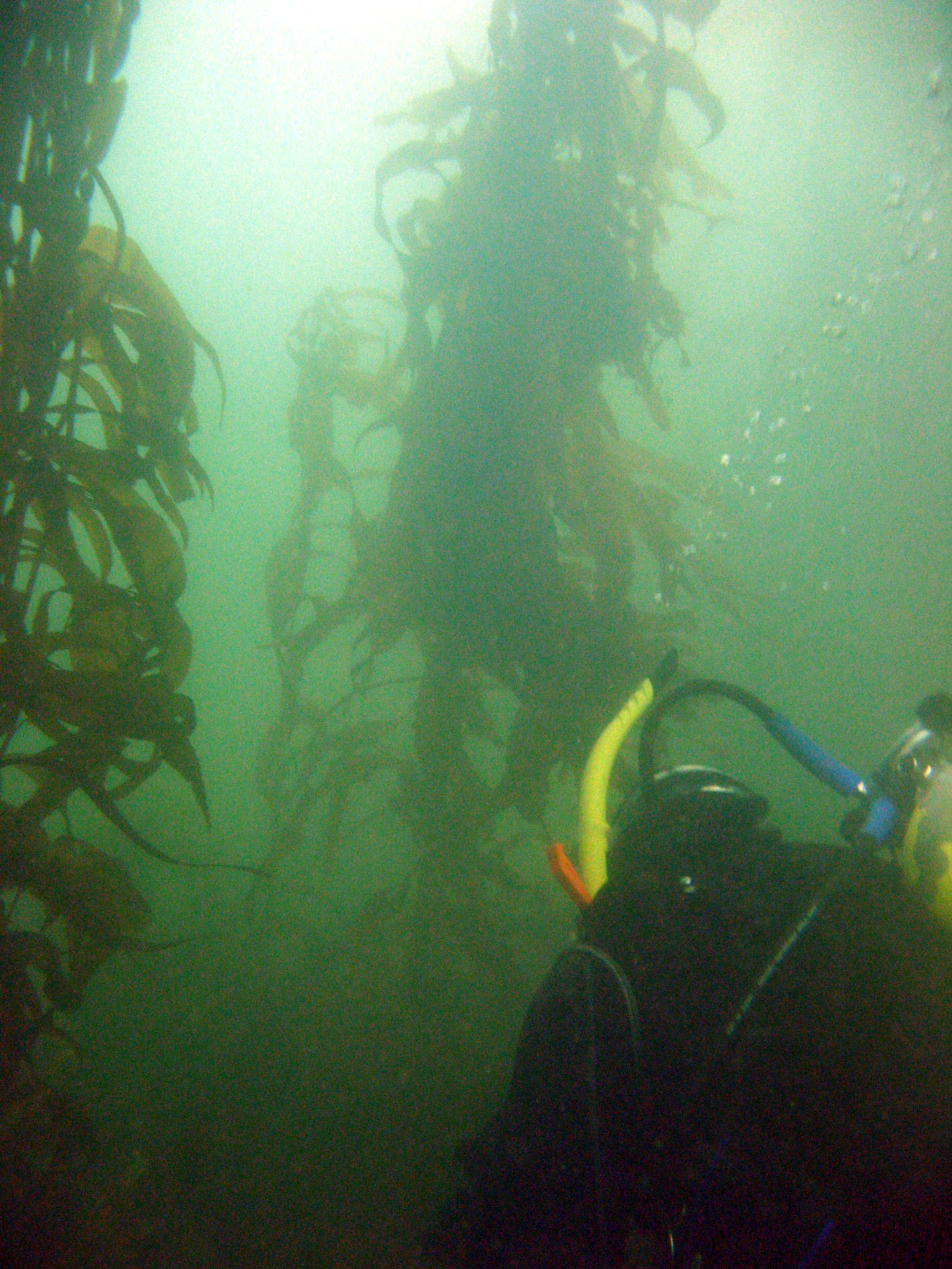 Diver in the Kelp