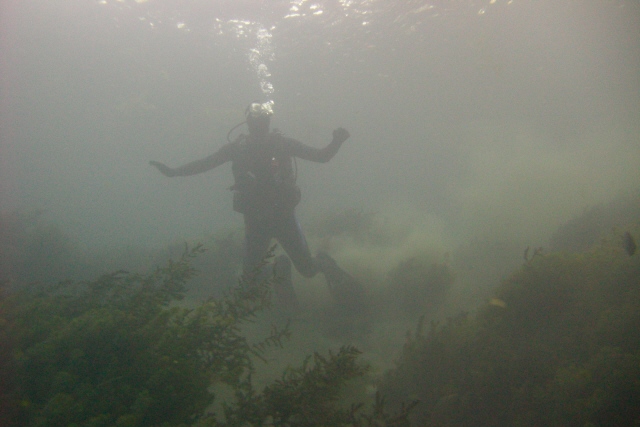 Diver in the Weeds