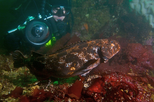 diver  ling cod