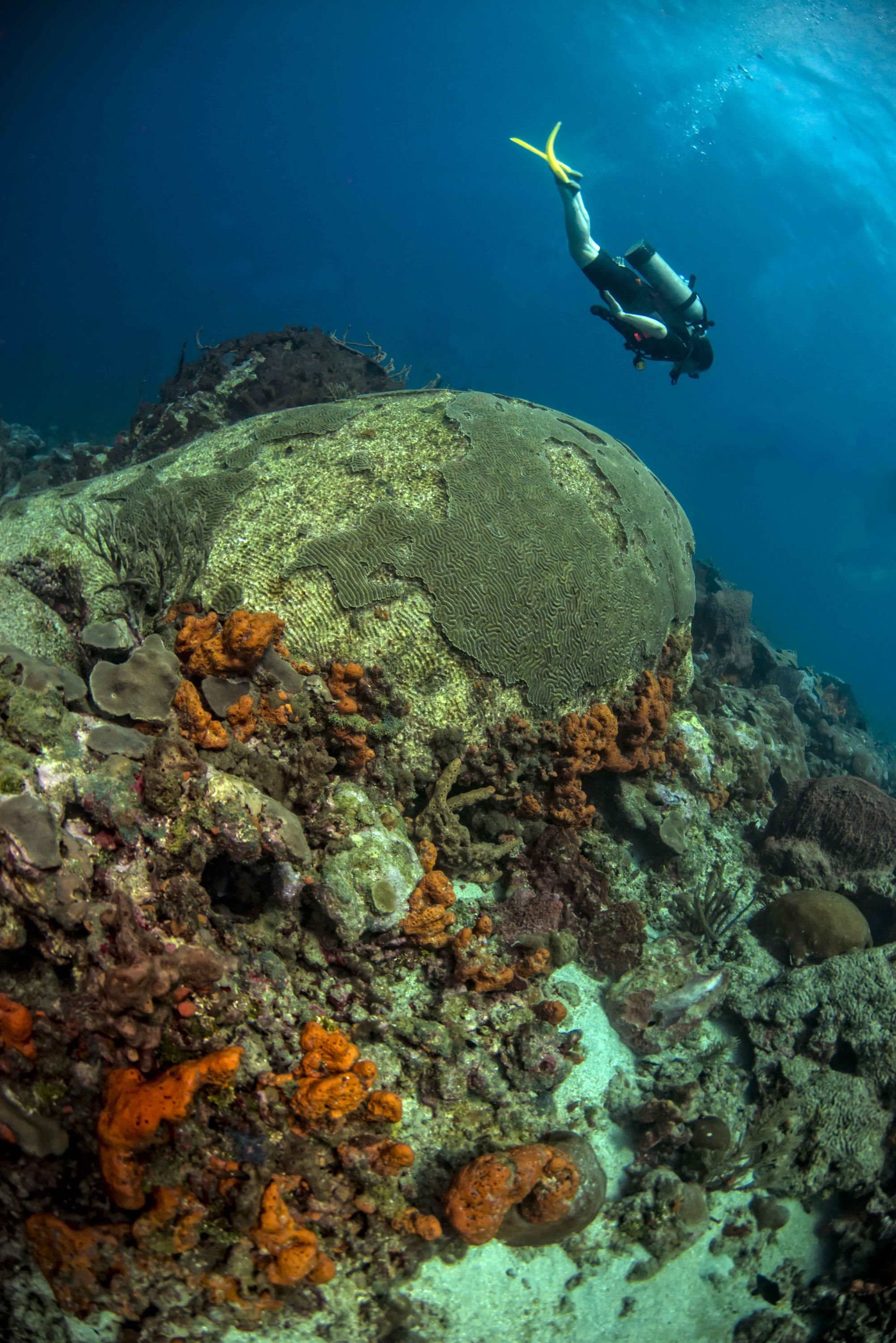 Diver over brain coral