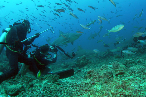 Diver photoing a bull shark