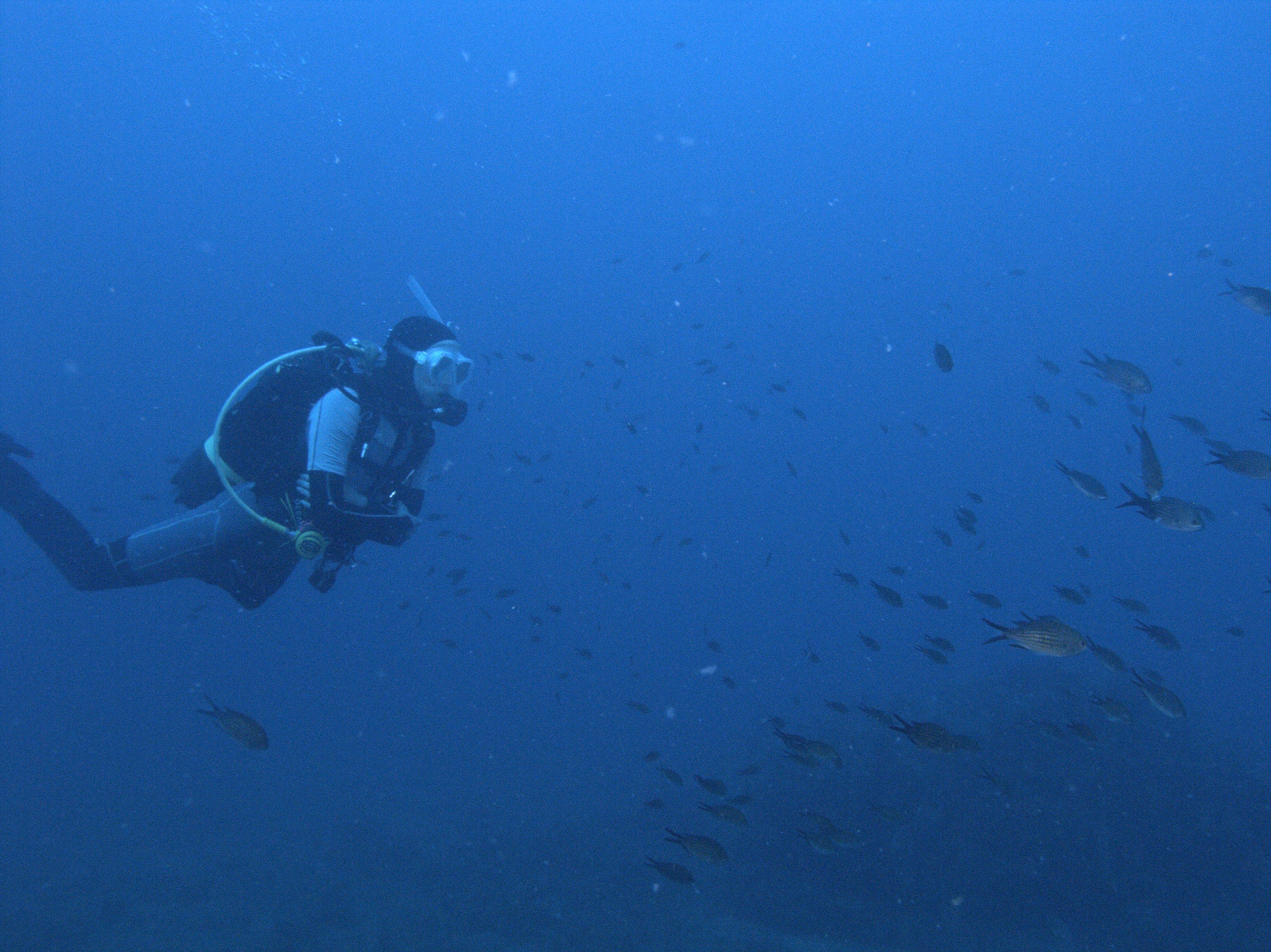 Diver with damsel fish