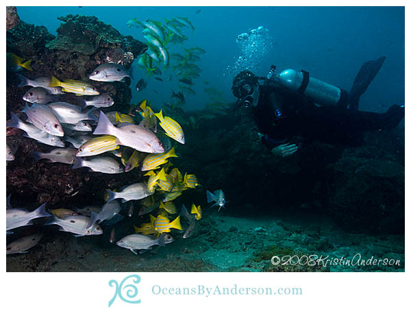 Diver with fish