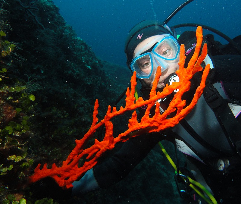Diver with sponge
