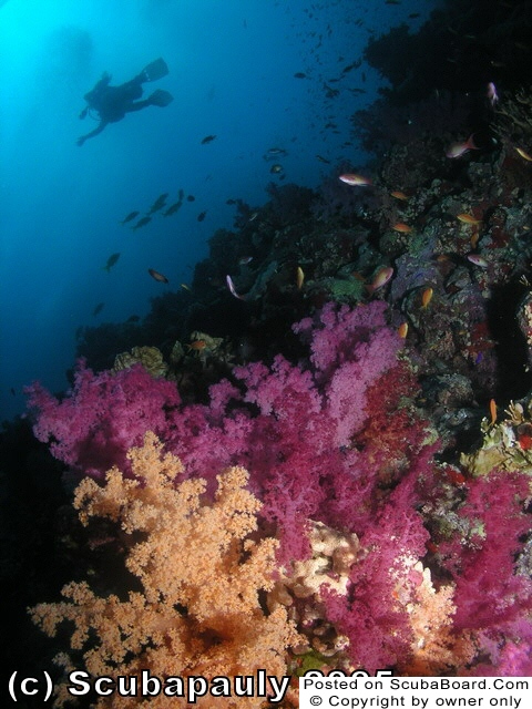 Diver_Reef