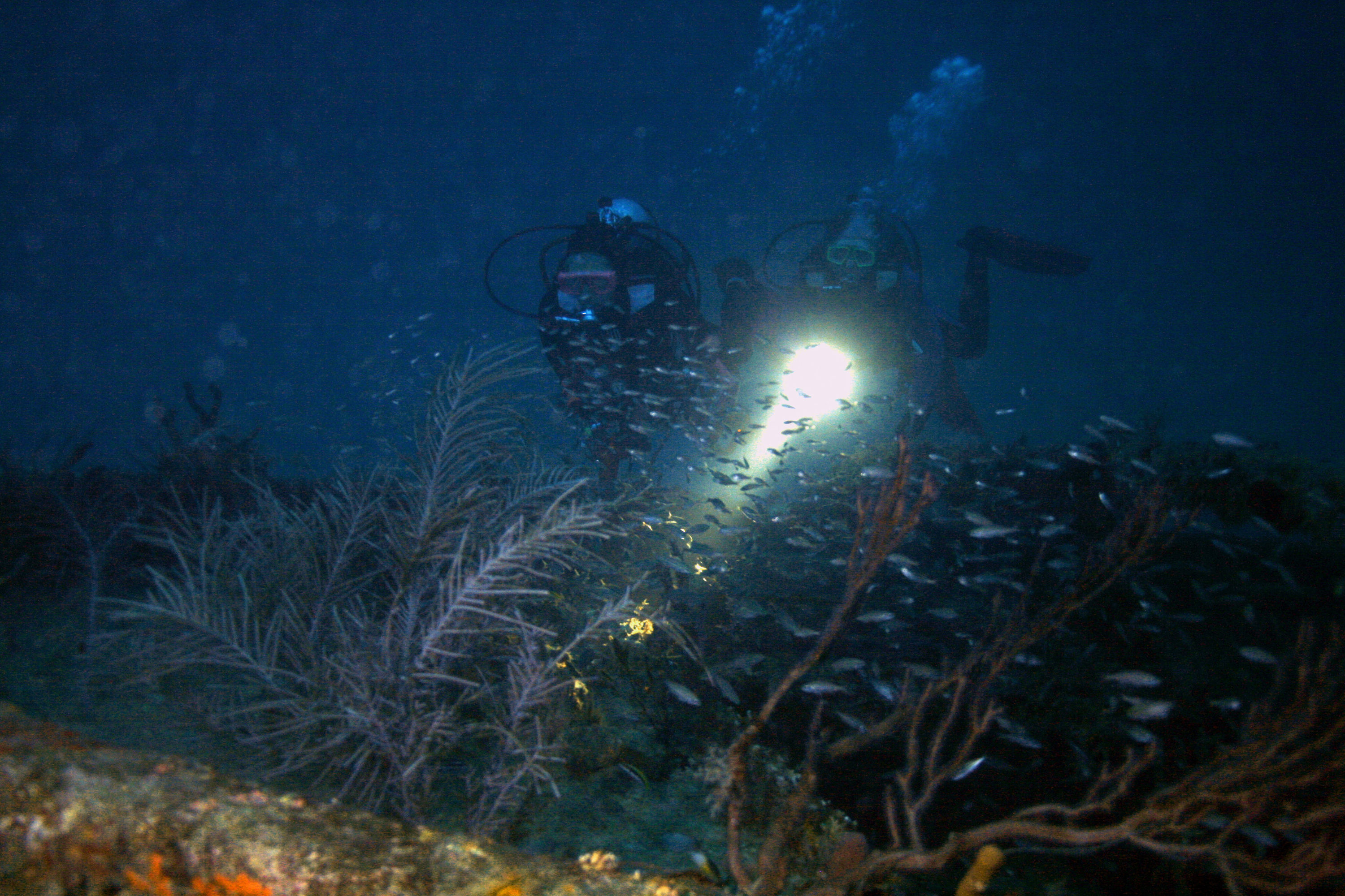 Divers_exploring_Scutti_layers