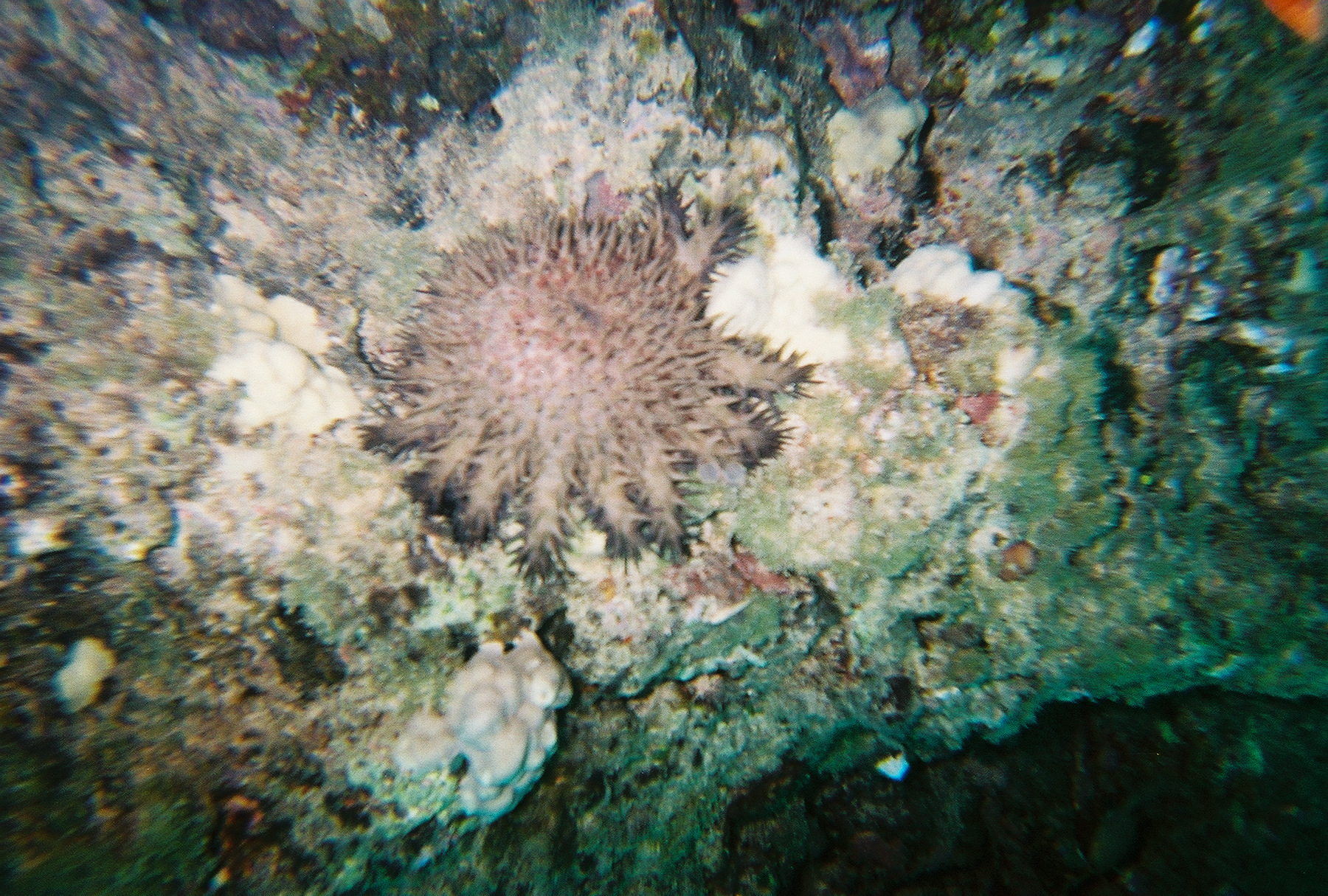 Divin' Kauai, HI (Turtle Bluffs)