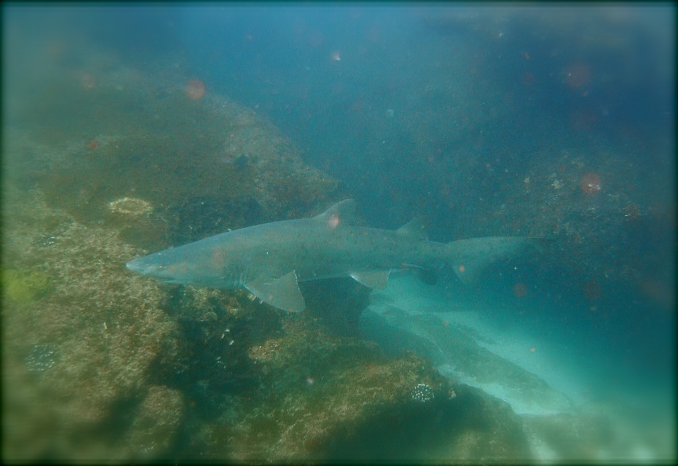 Diving Aliwal - Aug 2009