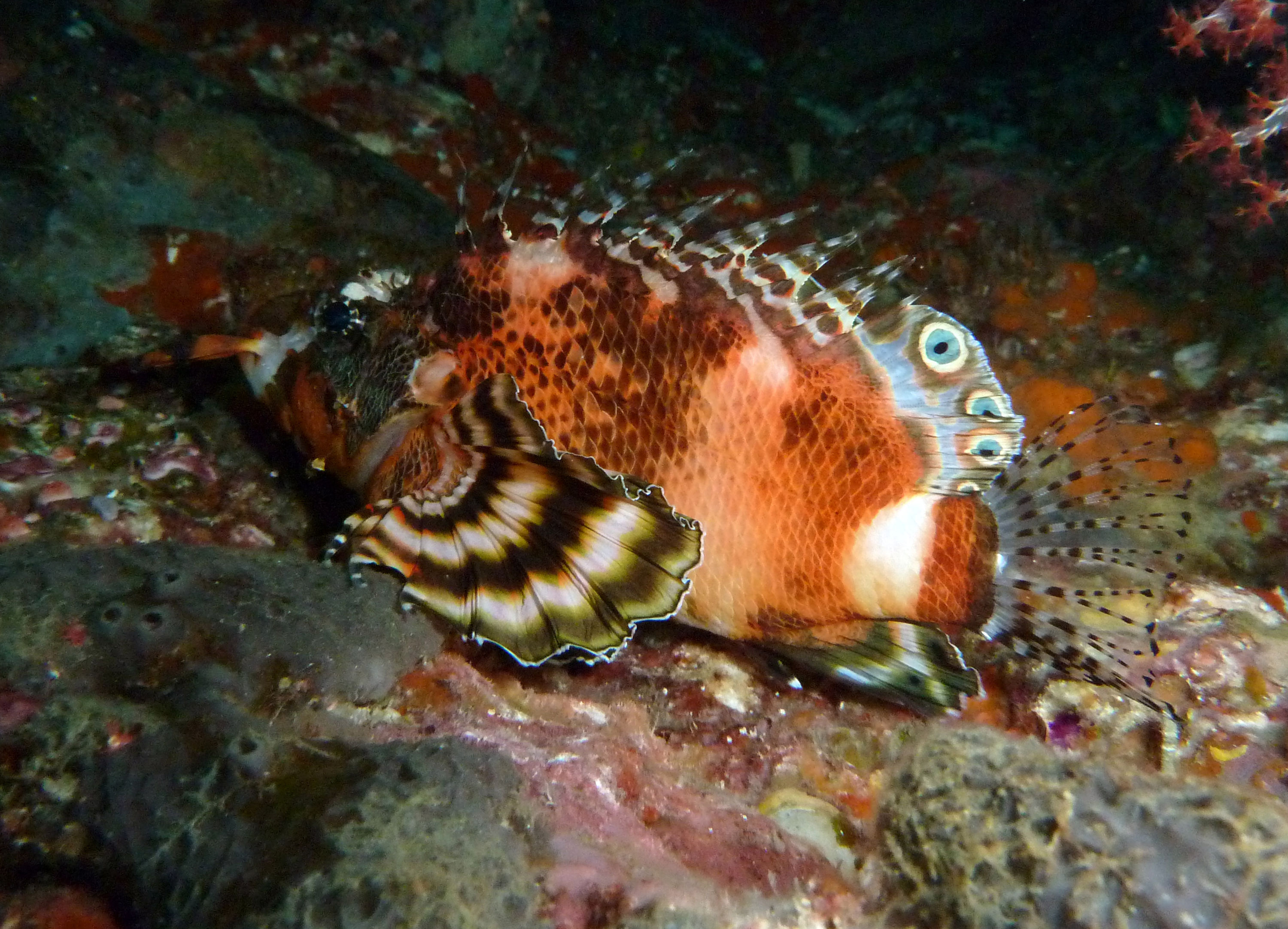 Diving around Phuket, Thailand