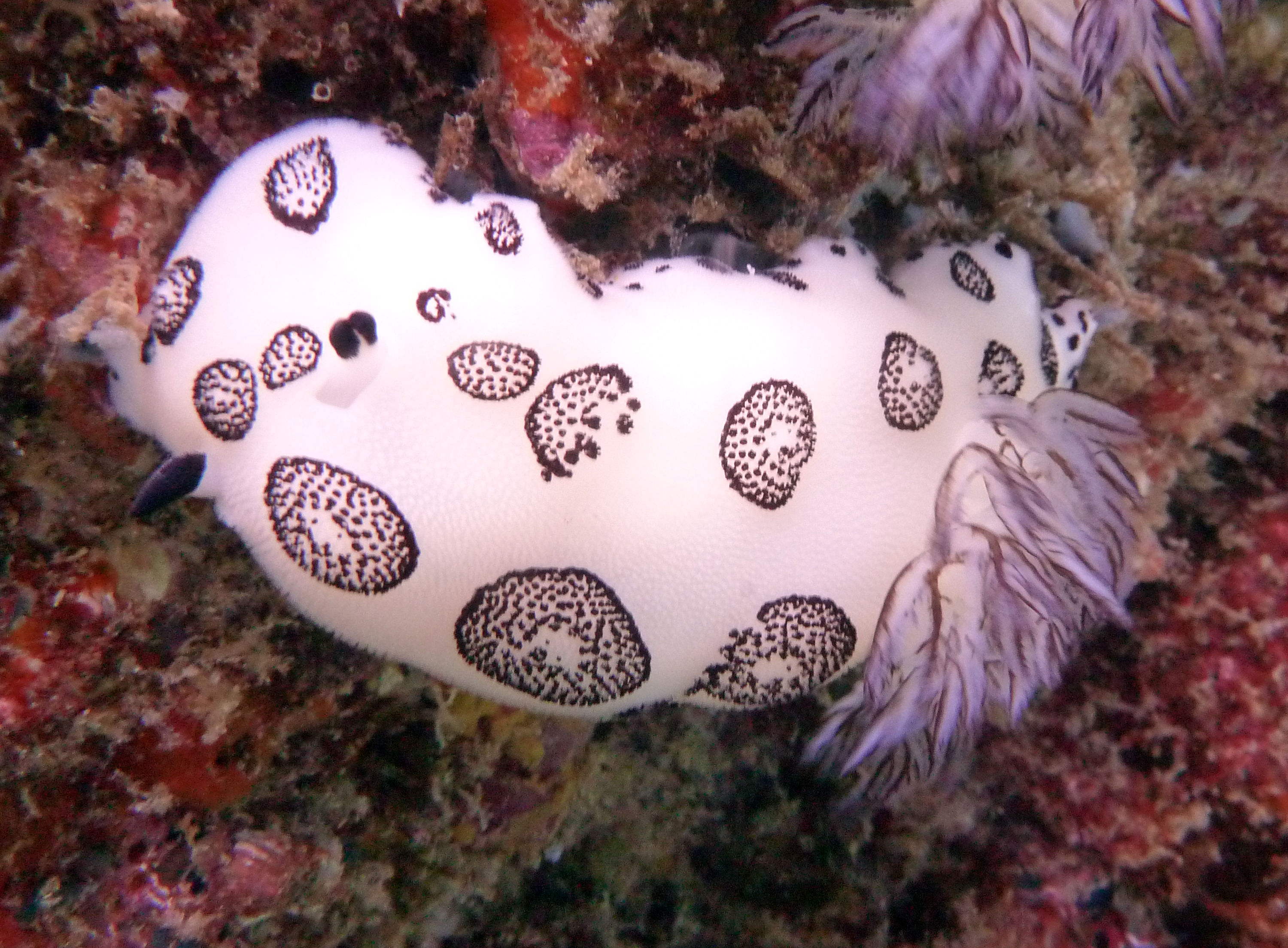 Diving around Phuket, Thailand