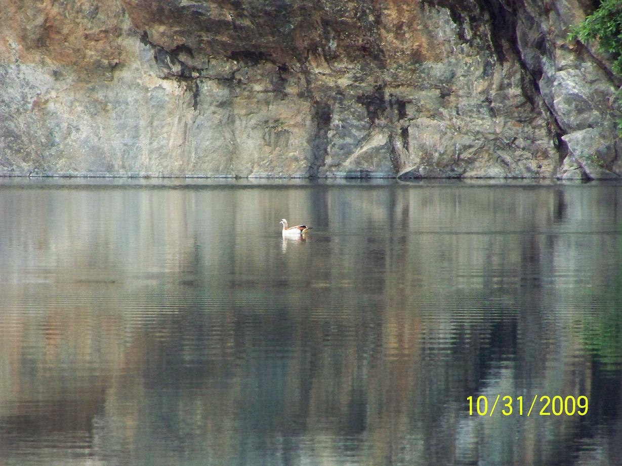 Diving at Komati springs