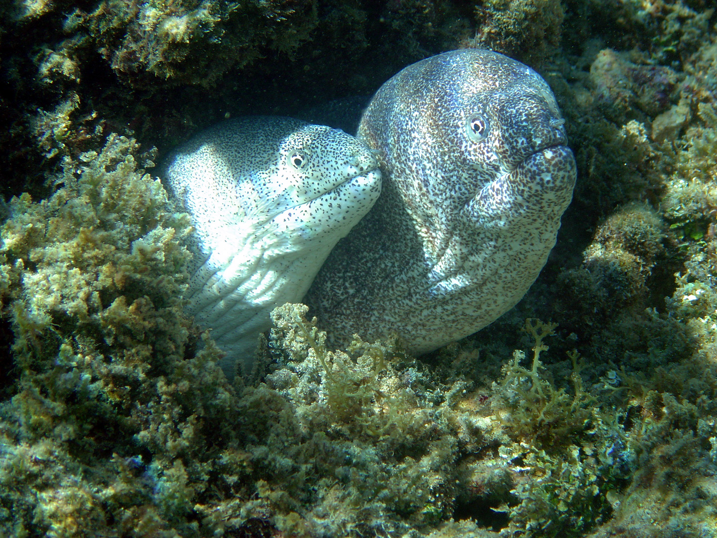 Diving at Motu Mahae