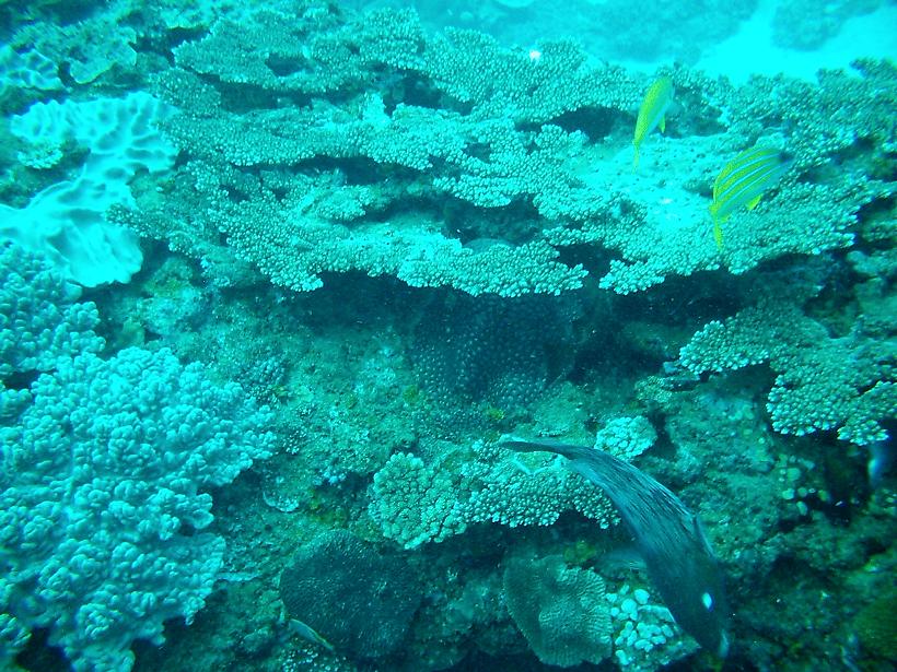 Diving at Ponta