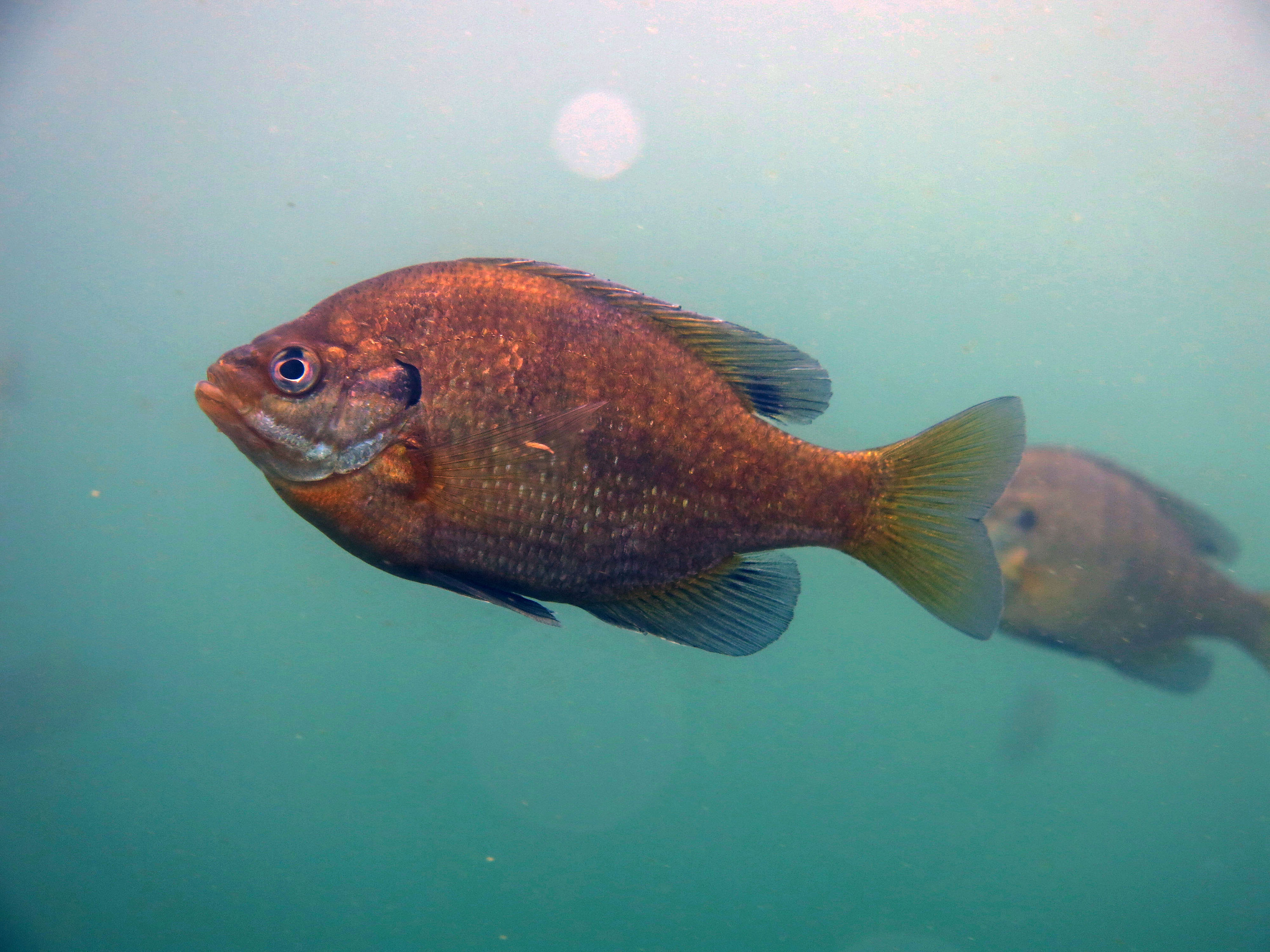 Diving at the Atlantic Quarry in Atlantic, IA
