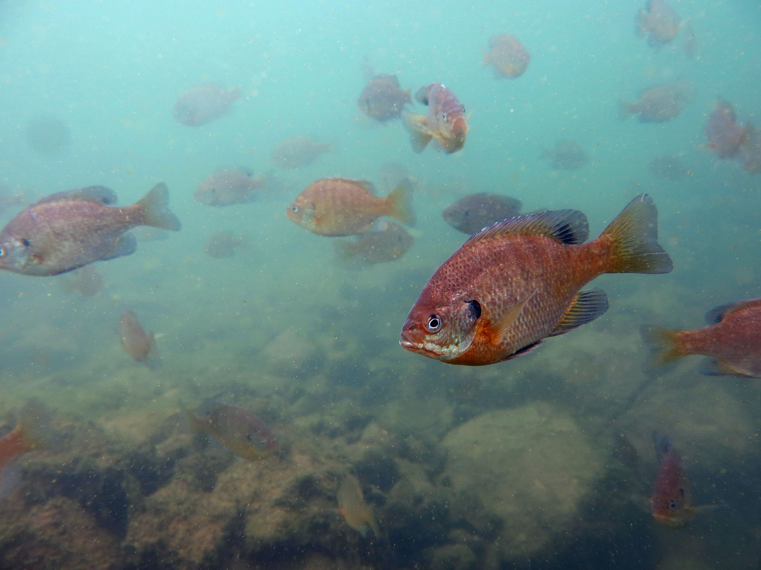 Diving at the Atlantic Quarry in Atlantic, IA