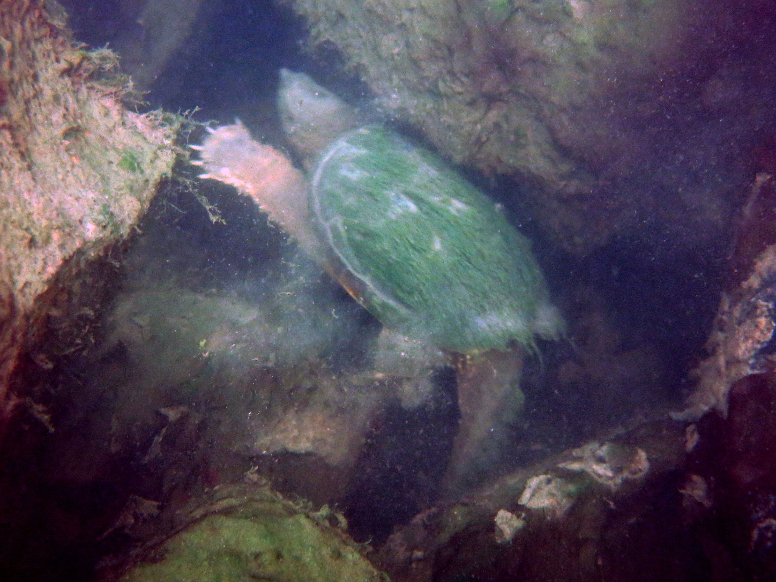 Diving at the Atlantic Quarry in Atlantic, IA