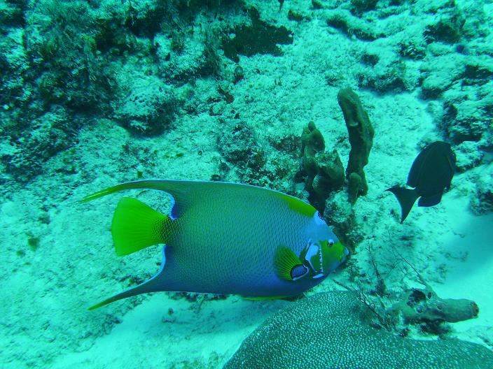 Diving cozumel with Palagic Ventures