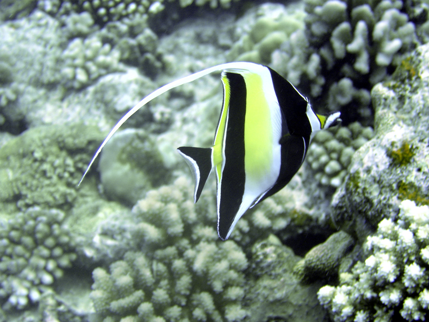 Diving in Bora Bora