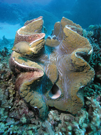 Diving In Cairns,Cairns Padi Course, cairns Liveaboard reef trips