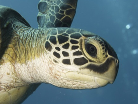 Diving In Cairns,Cairns Padi Course, cairns Liveaboard reef trips