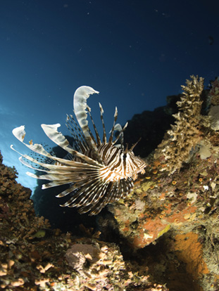 Diving In Cairns,Cairns Padi Course, cairns Liveaboard reef trips