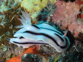 Diving In Cairns,Cairns Padi Course, cairns Liveaboard reef trips