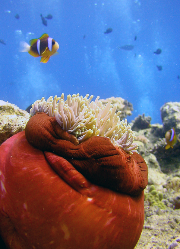 Diving In Cairns,Cairns Padi Course, cairns Liveaboard reef trips