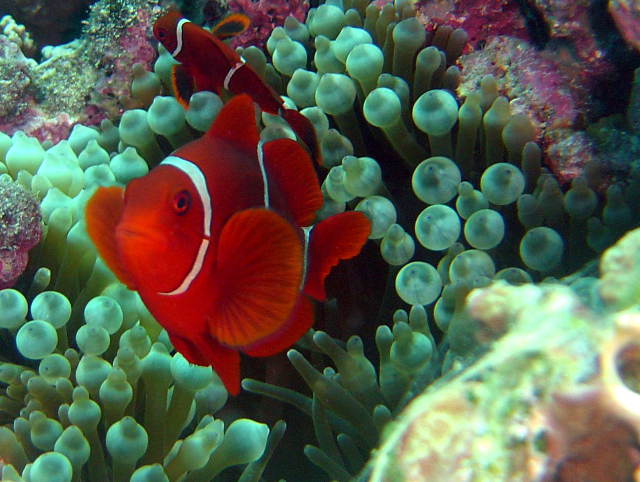 Diving In Cairns,Cairns Padi Course, cairns Liveaboard reef trips