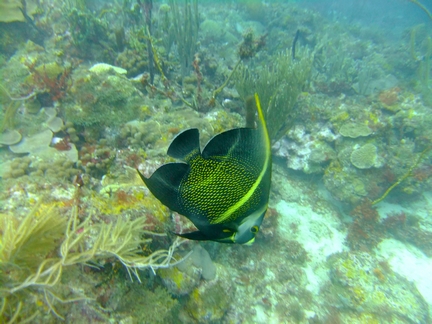 Diving in Carriacou, Grenada W.I with Deefer Diving