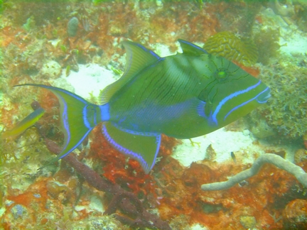 Diving in Carriacou, Grenada W.I with Deefer Diving