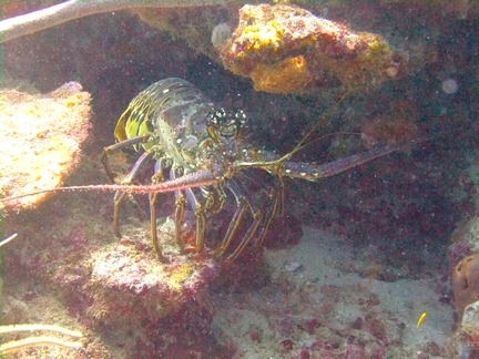 Diving in Carriacou, Grenada W.I with Deefer Diving