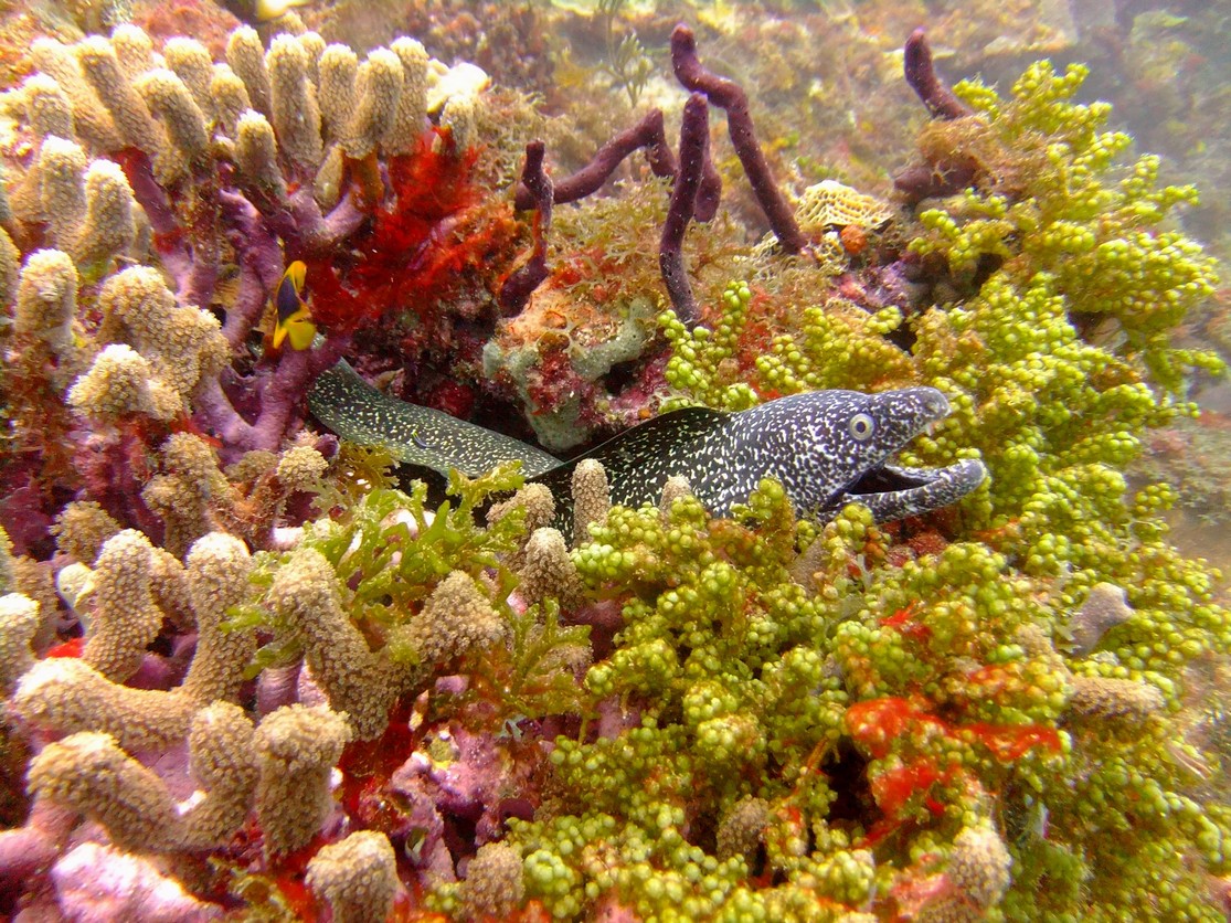 Diving in Carriacou, Grenada W.I with Deefer Diving