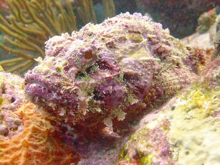 Diving in Carriacou, Grenada W.I with Deefer Diving