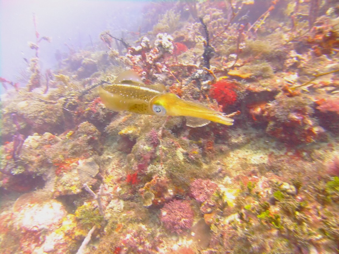 Diving in Carriacou, Grenada W.I with Deefer Diving