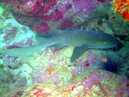 Diving in Carriacou, Grenada W.I with Deefer Diving