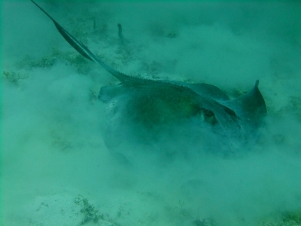 Diving in Carriacou, Grenada W.I with Deefer Diving