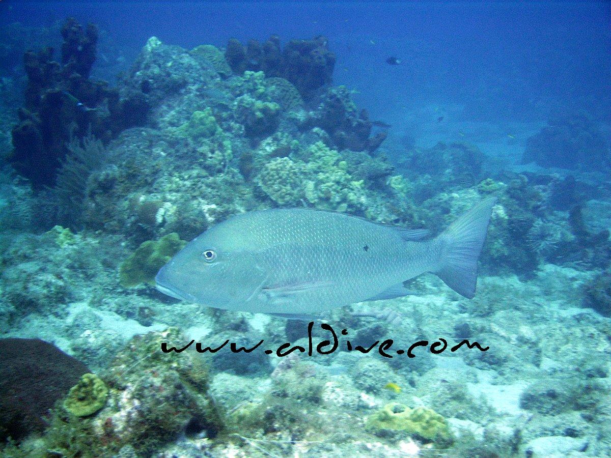 diving in Dominica