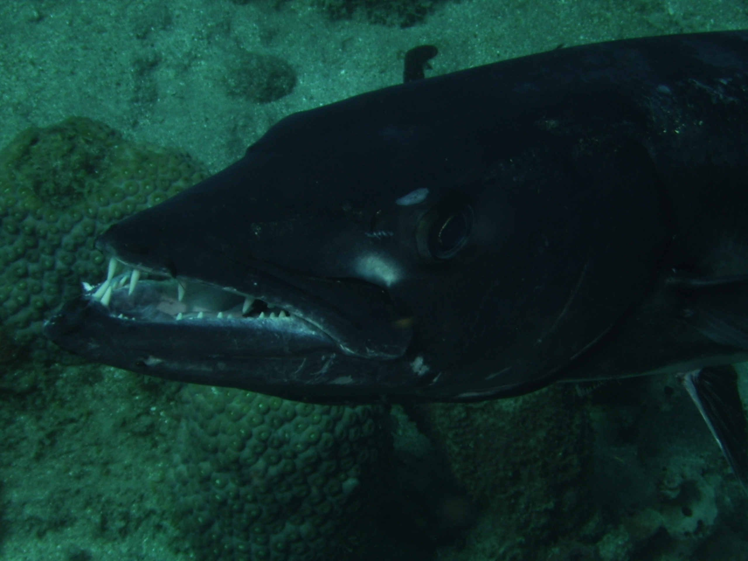 diving in Dominica