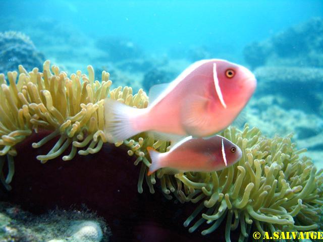 Diving in NhaTrang