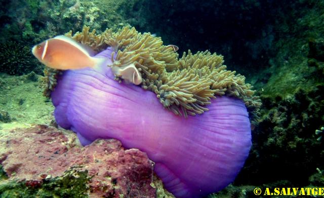 Diving in NhaTrang