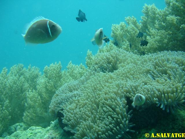 Diving in NhaTrang