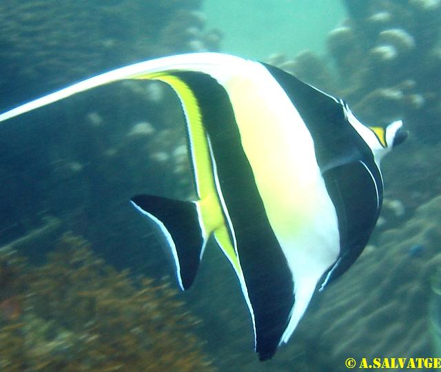 Diving in NhaTrang