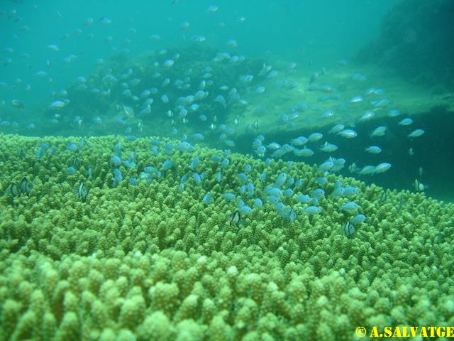 Diving in NhaTrang