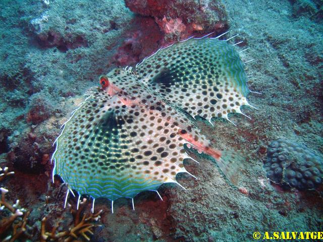 Diving in NhaTrang