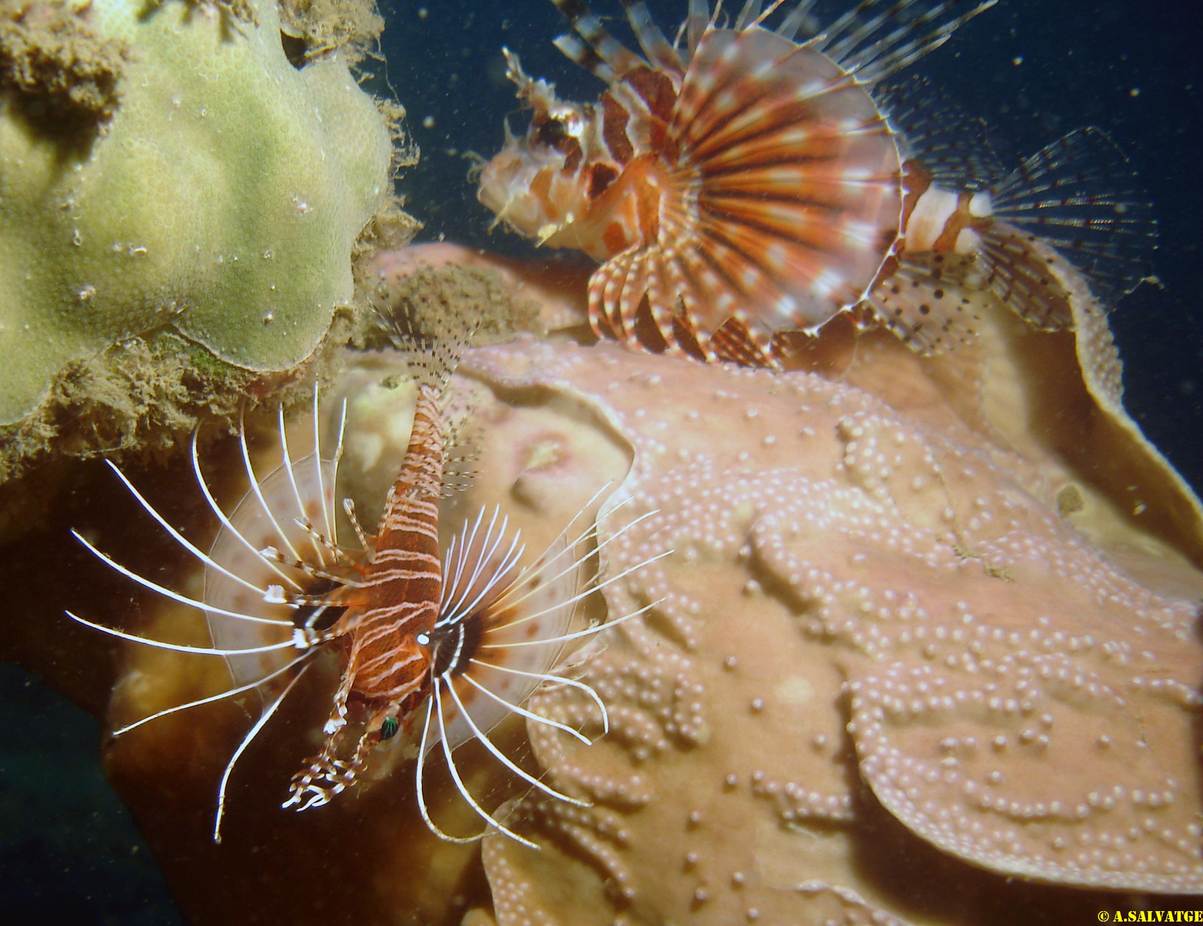 Diving in NhaTrang