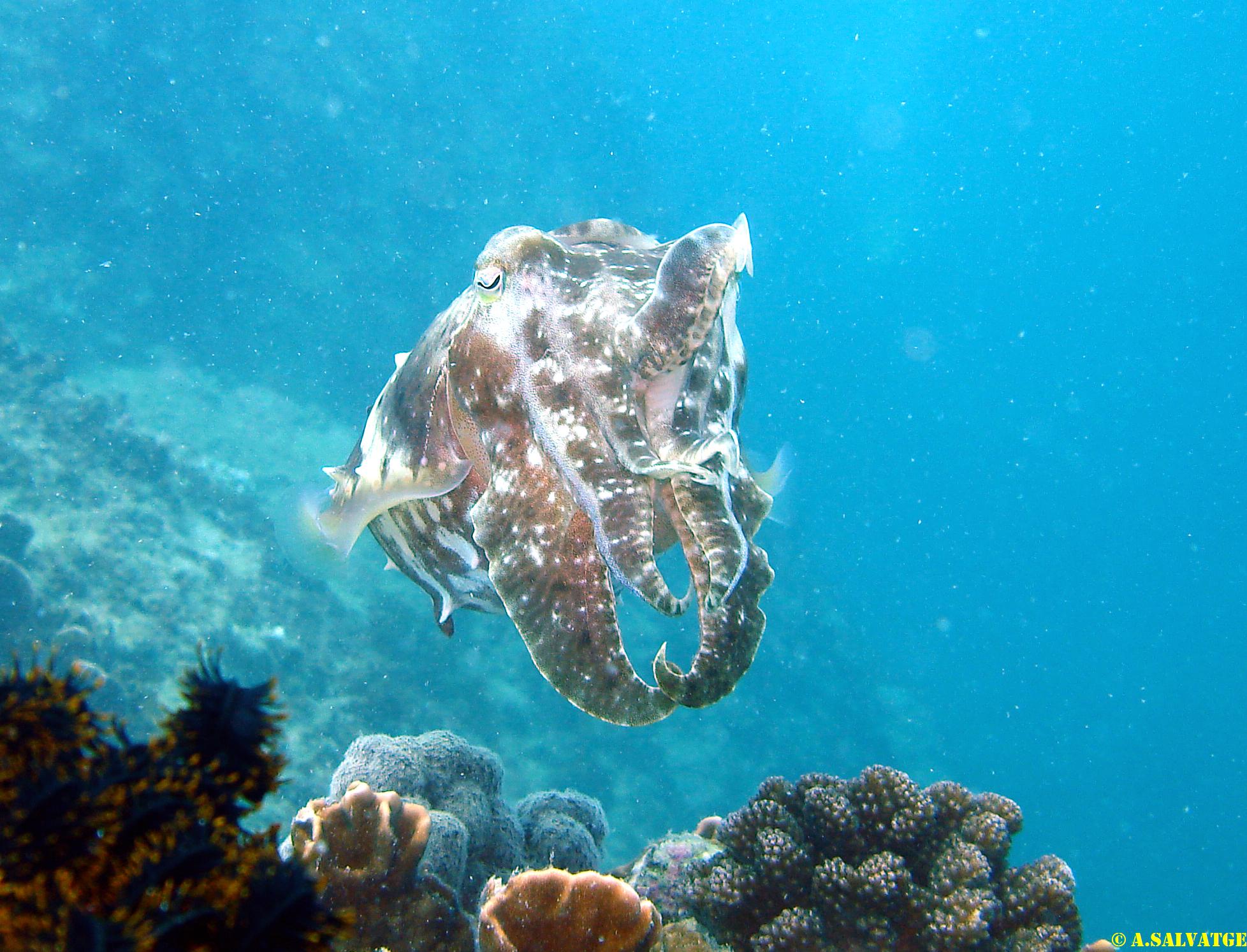 Diving in NhaTrang