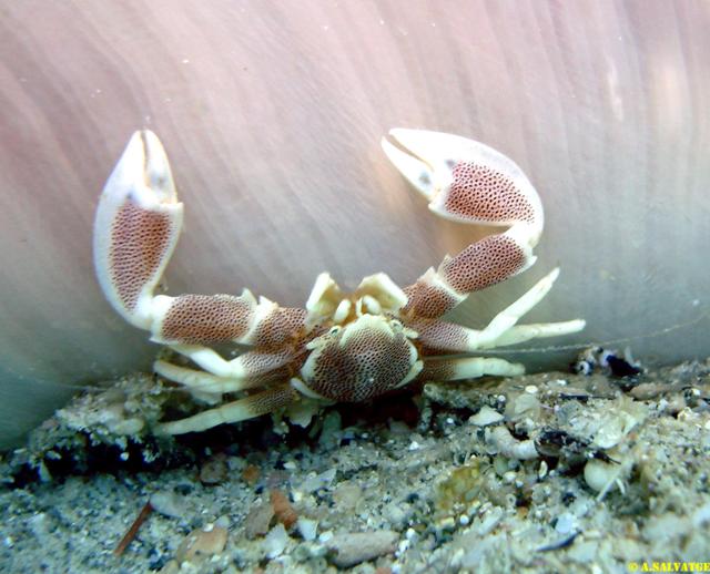 Diving in NhaTrang