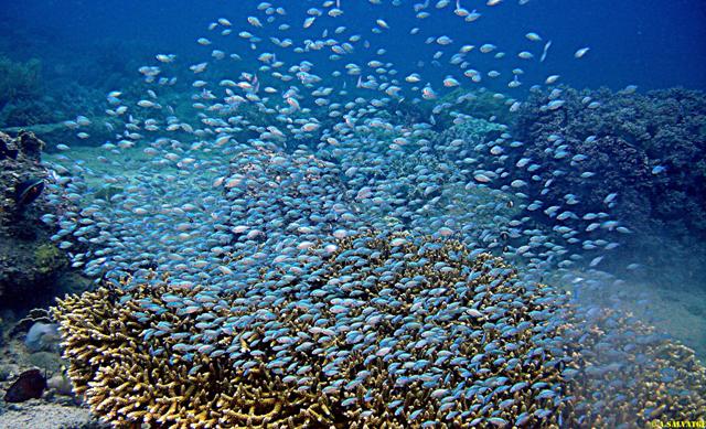 Diving in NhaTrang